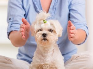 og Receiving Healing Touch therapy by a practitioner of Mind-Body medicine.